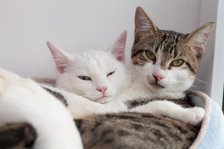 猫搏斗解梦_梦见被猫攻击和猫搏斗_梦见被猫攻击