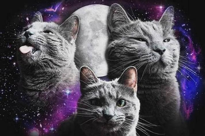 梦见被猫攻击和猫搏斗_猫搏斗解梦_梦见被猫攻击