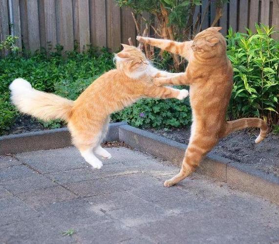 猫搏斗解梦_梦见被猫攻击和猫搏斗_梦见被猫攻击