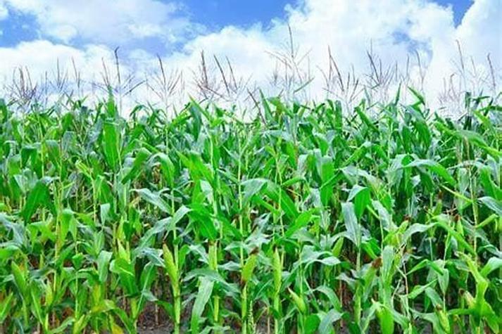 梦到玉米地掰玉米棒子是什么意思？解梦分析梦境寓意
