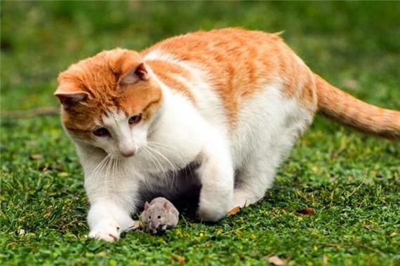 梦见老鼠和猫的含义_老鼠猫梦境解析_梦见老鼠和猫是什么意思