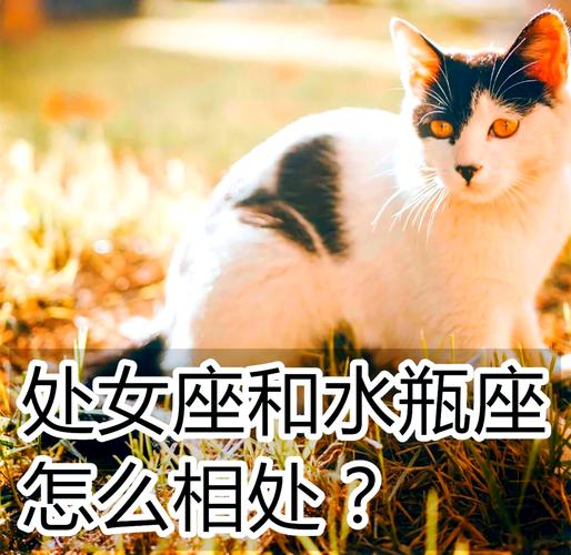 处女座跟水瓶座的配对指数是多少_处女座和水瓶座性格差异对感情的影响_处女座和水瓶座配对指数