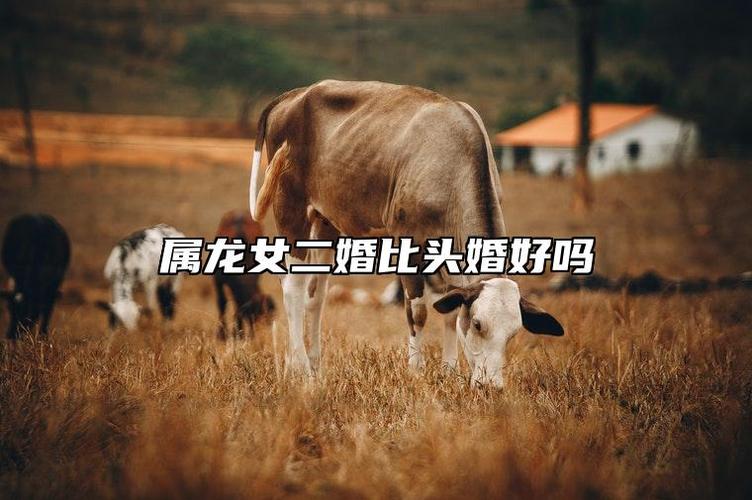 属龙人二婚才会幸福吗？头婚不顺正常吗
