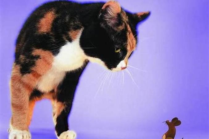 梦见老鼠和猫？别慌，解梦揭秘你的压力与财运预警