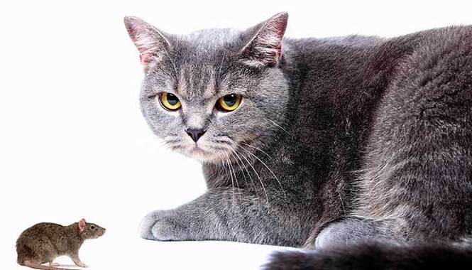 梦见老鼠代表什么_梦见老鼠和猫_梦见老鼠和猫是什么意思 解梦告诉你答案
