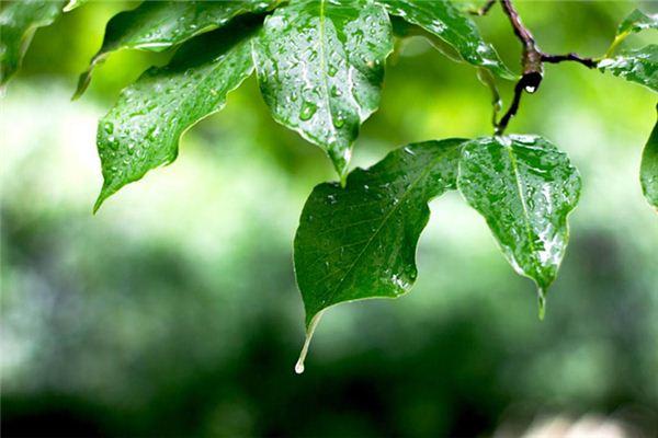 做梦下小雨预示什么？解梦告诉你雨梦藏着这些玄机