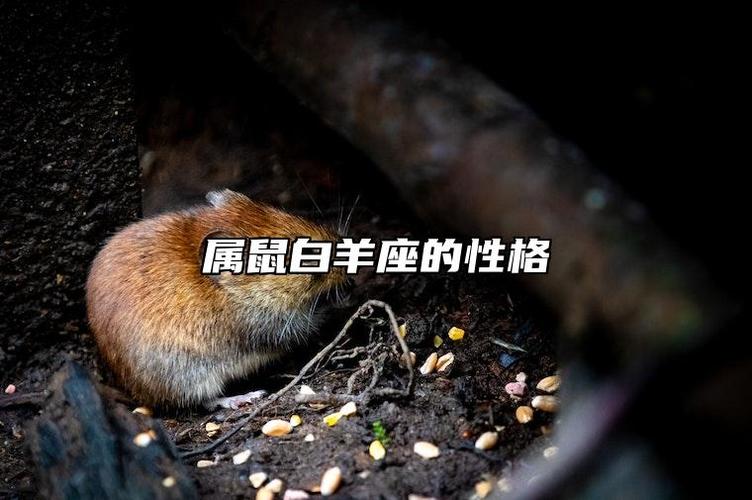 属鼠白羊座女人性格特点与命运解析