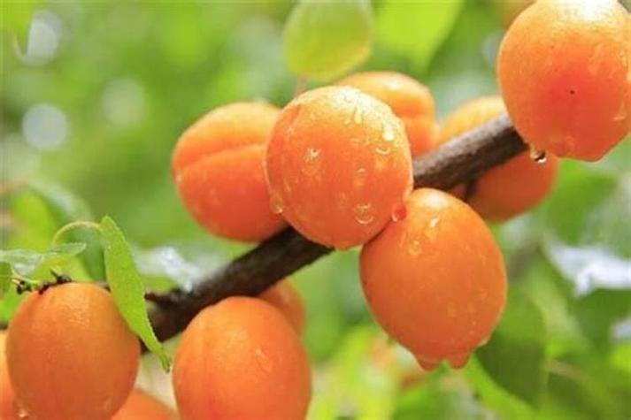 梦见又大又黄的杏子
