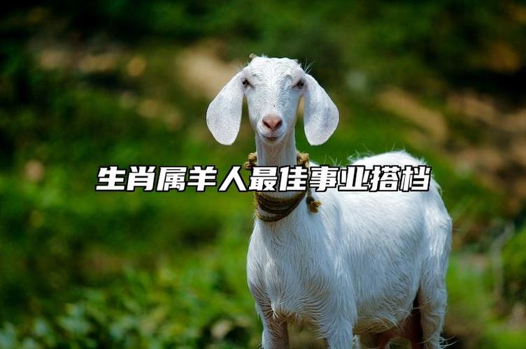 属羊的做生意最佳搭档