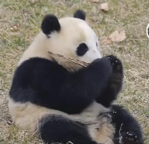 梦见熊猫