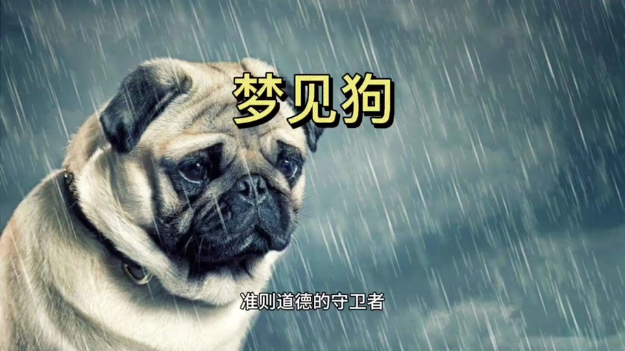 梦见很多小狗