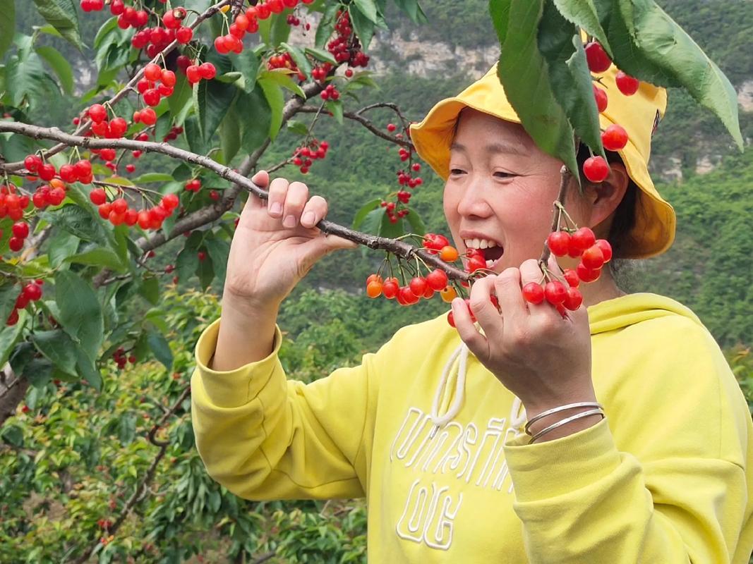 女人梦见摘樱桃吃樱桃