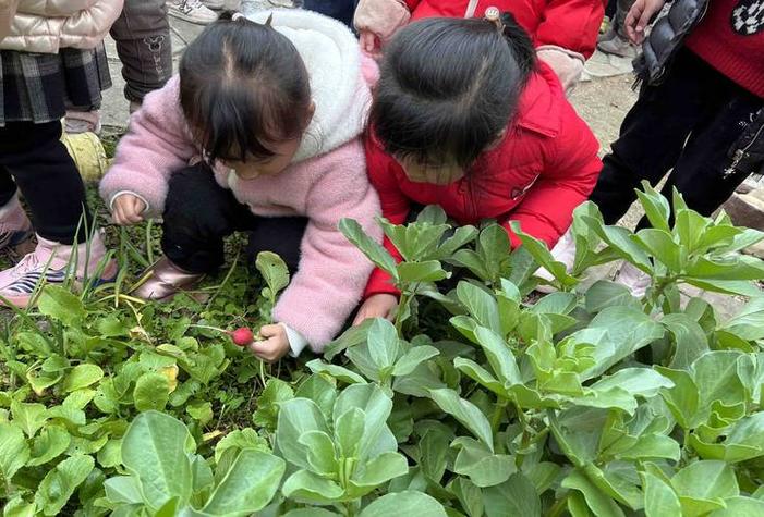 已婚女人梦见拔萝卜